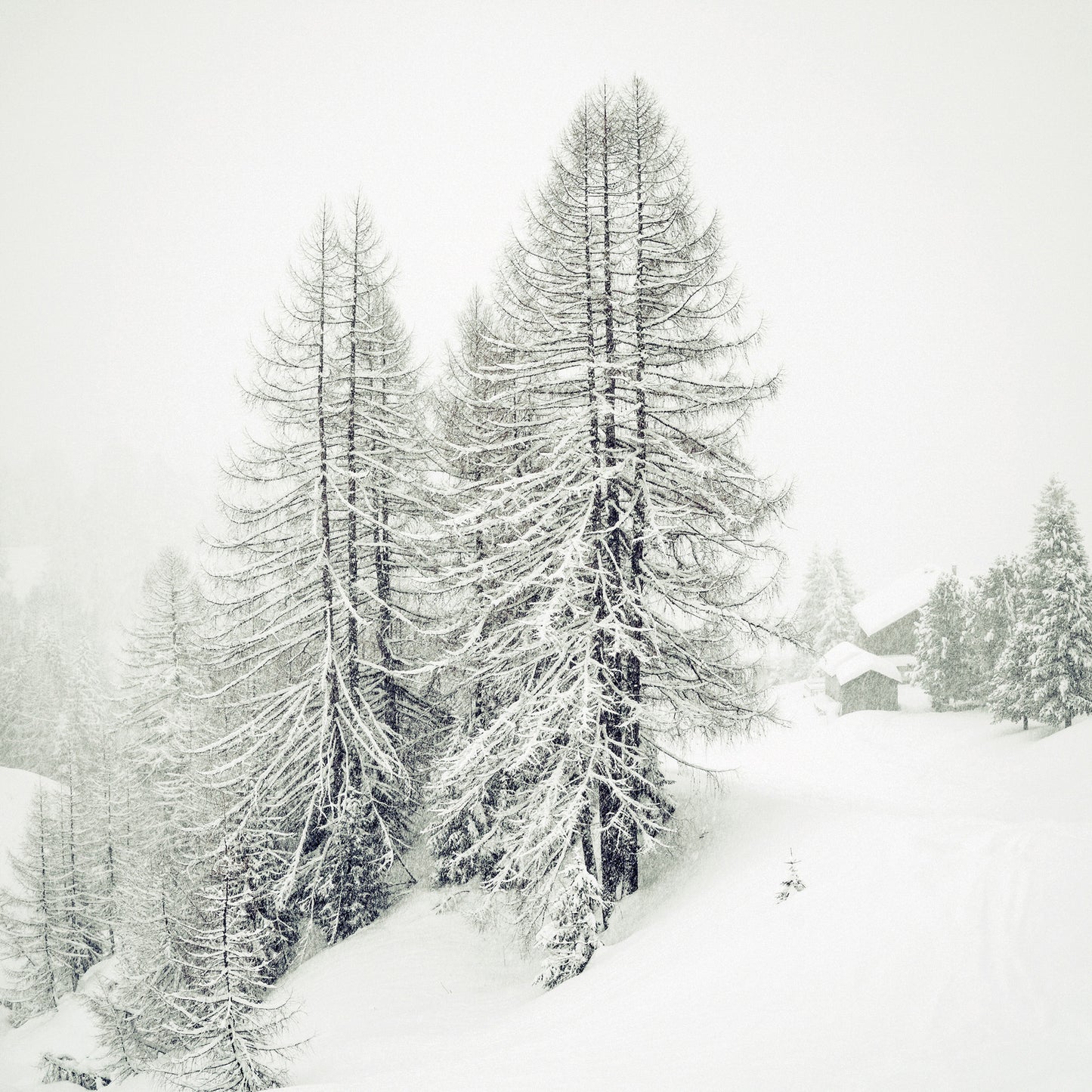Alberi innevati sul Monte Burz