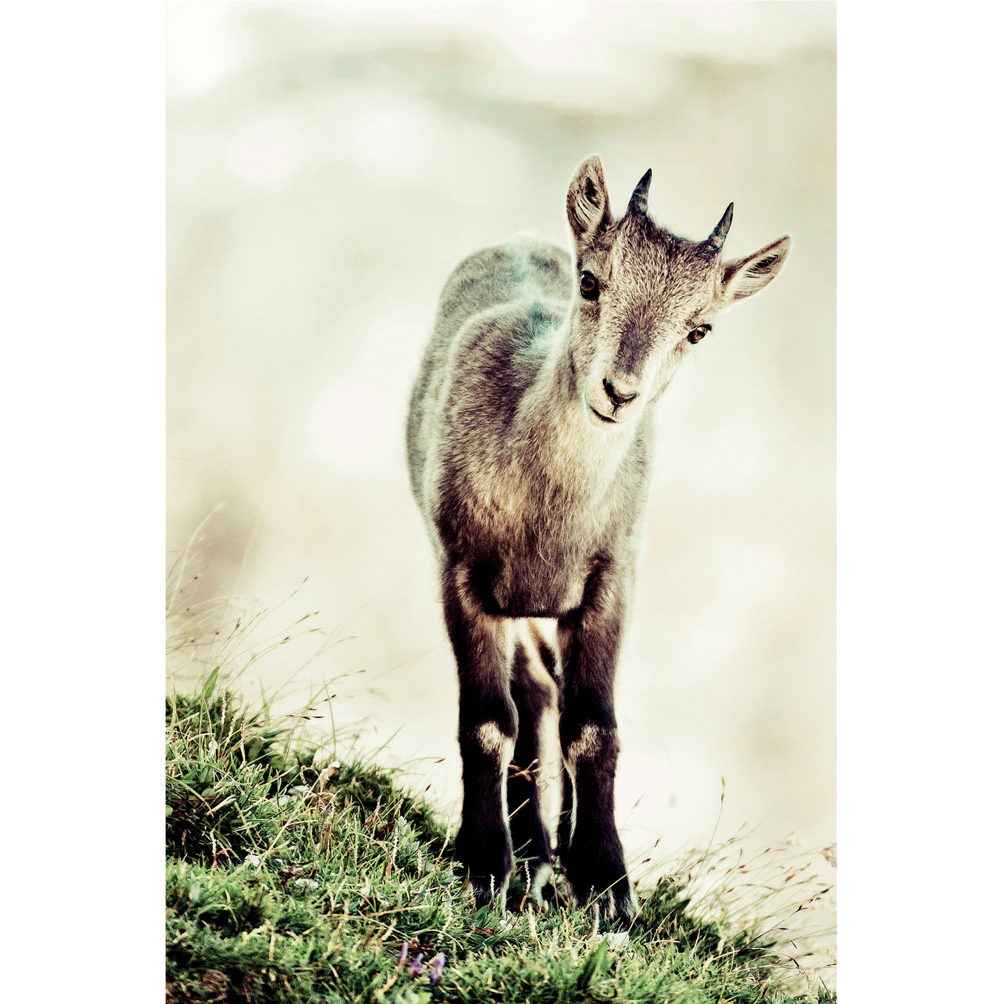 Cucciolo di stambecco (capra ibex)