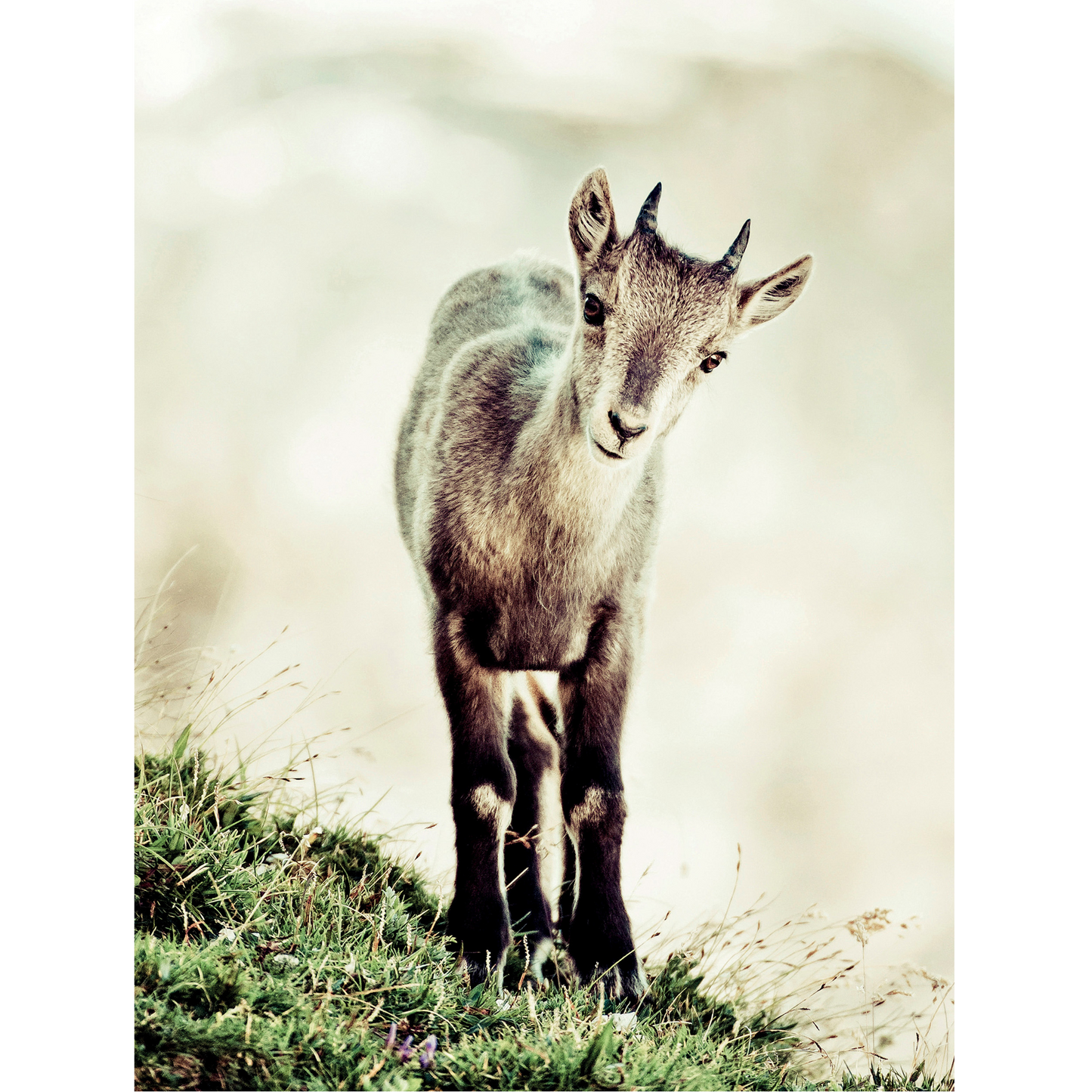 Cucciolo di stambecco (capra ibex)