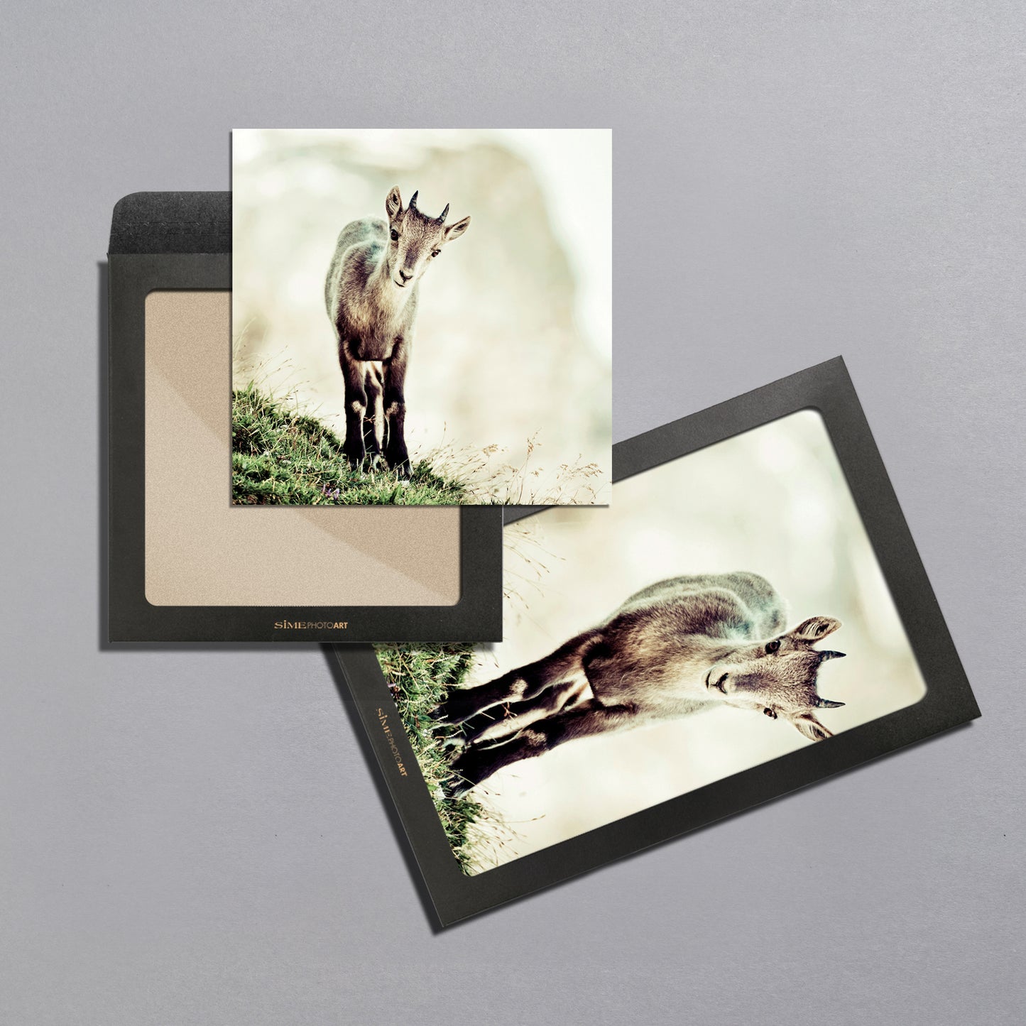 Cucciolo di stambecco (capra ibex)