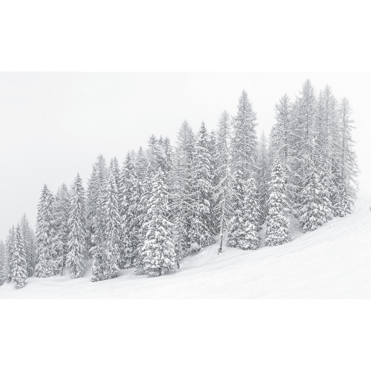 Snow-covered trees on Mount Burz #2