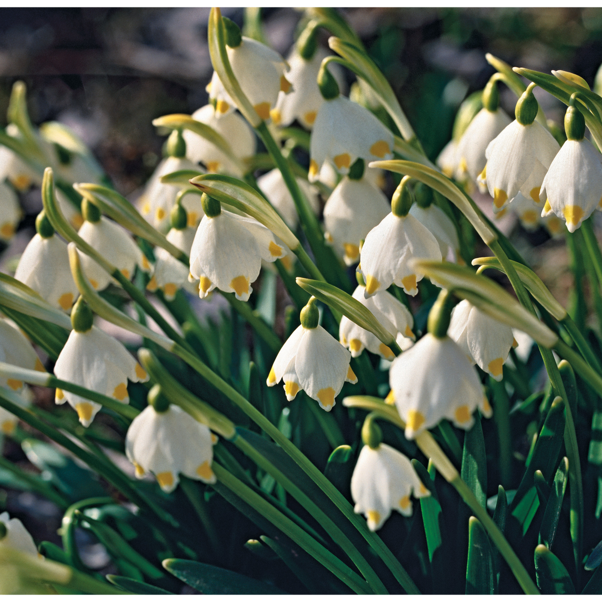 Snowdrop