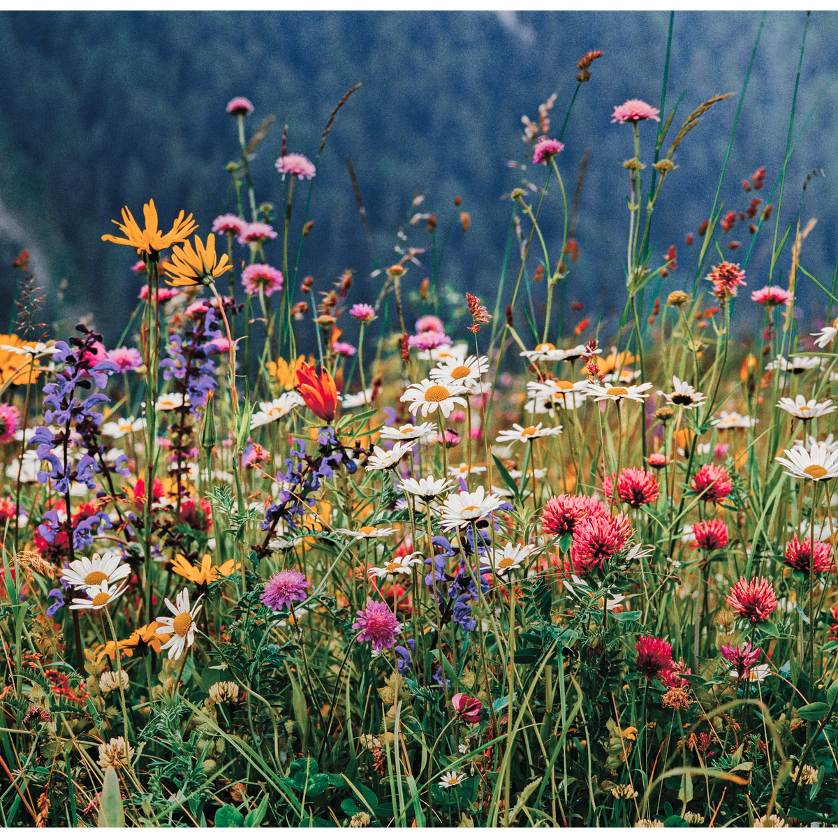 Fotografia di un prato alpino, paesaggio naturale di montagna con vegetazione spontanea e atmosfera tranquilla.