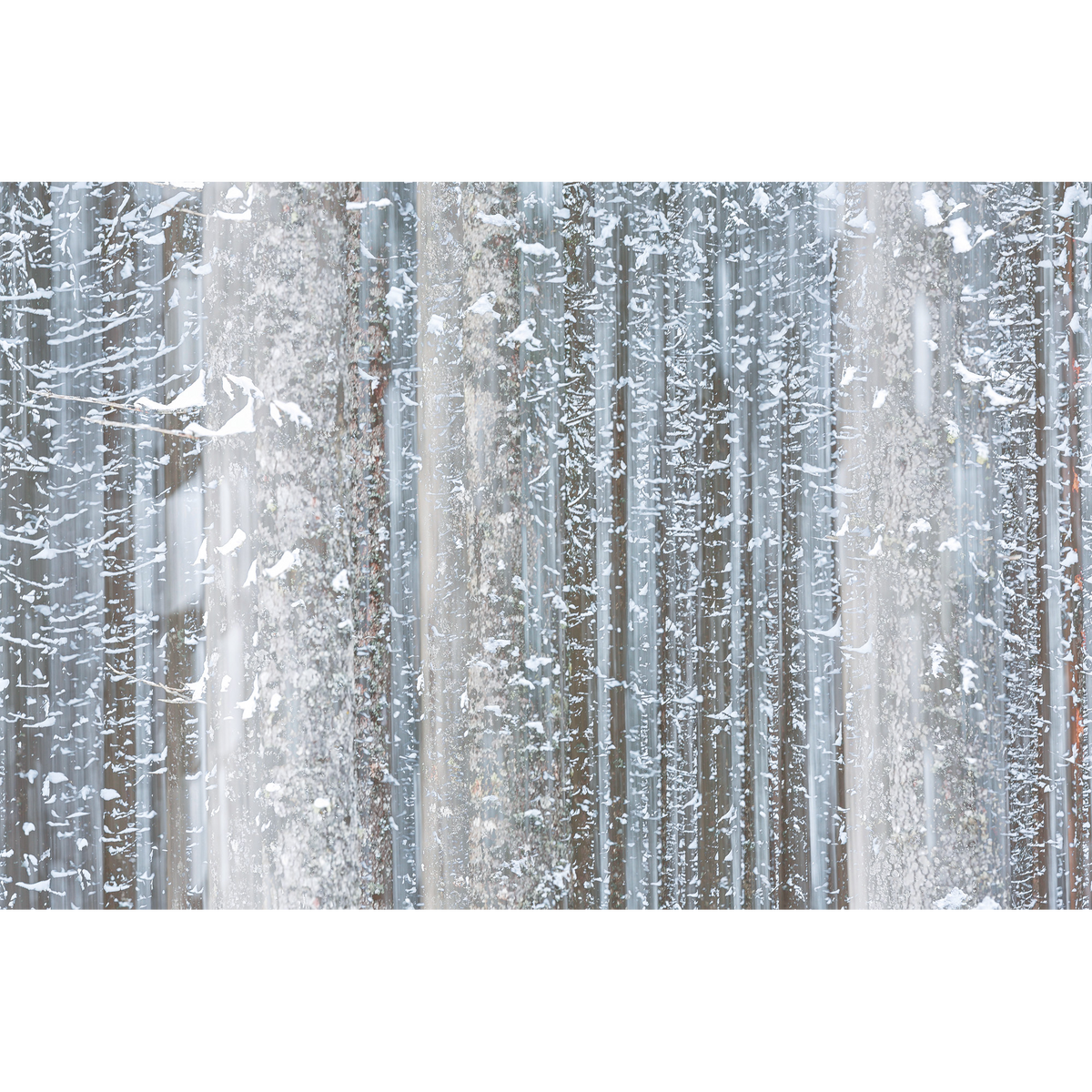 Winter forest, Cortina d'Ampezzo