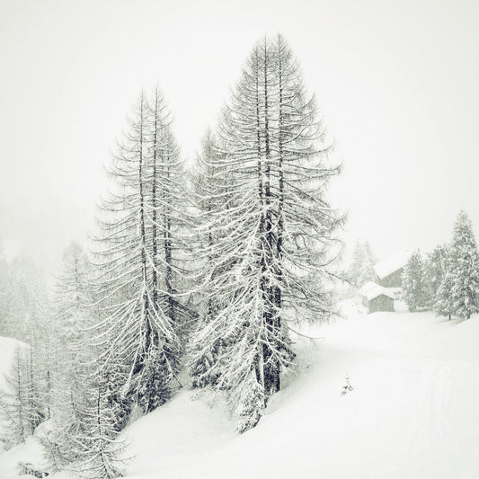 Alberi innevati sul Monte Burz