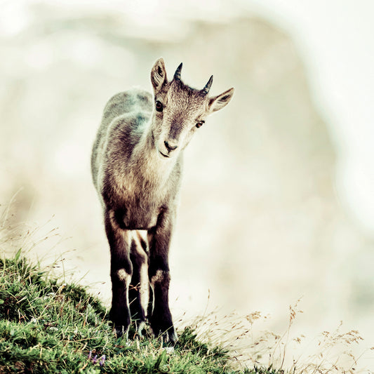 Cucciolo di stambecco (capra ibex)