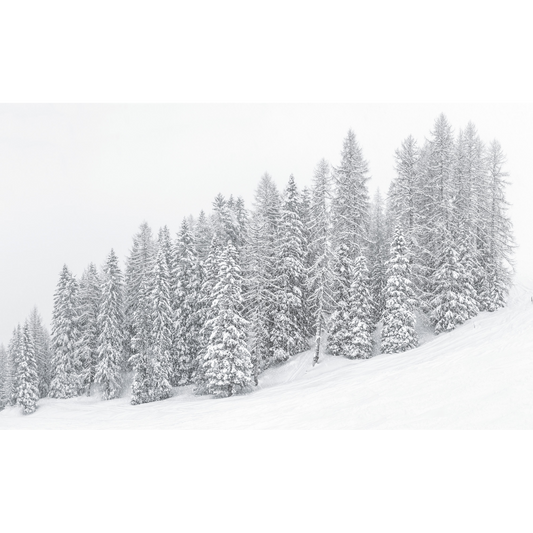 Alberi innevati sul Monte Burz #2