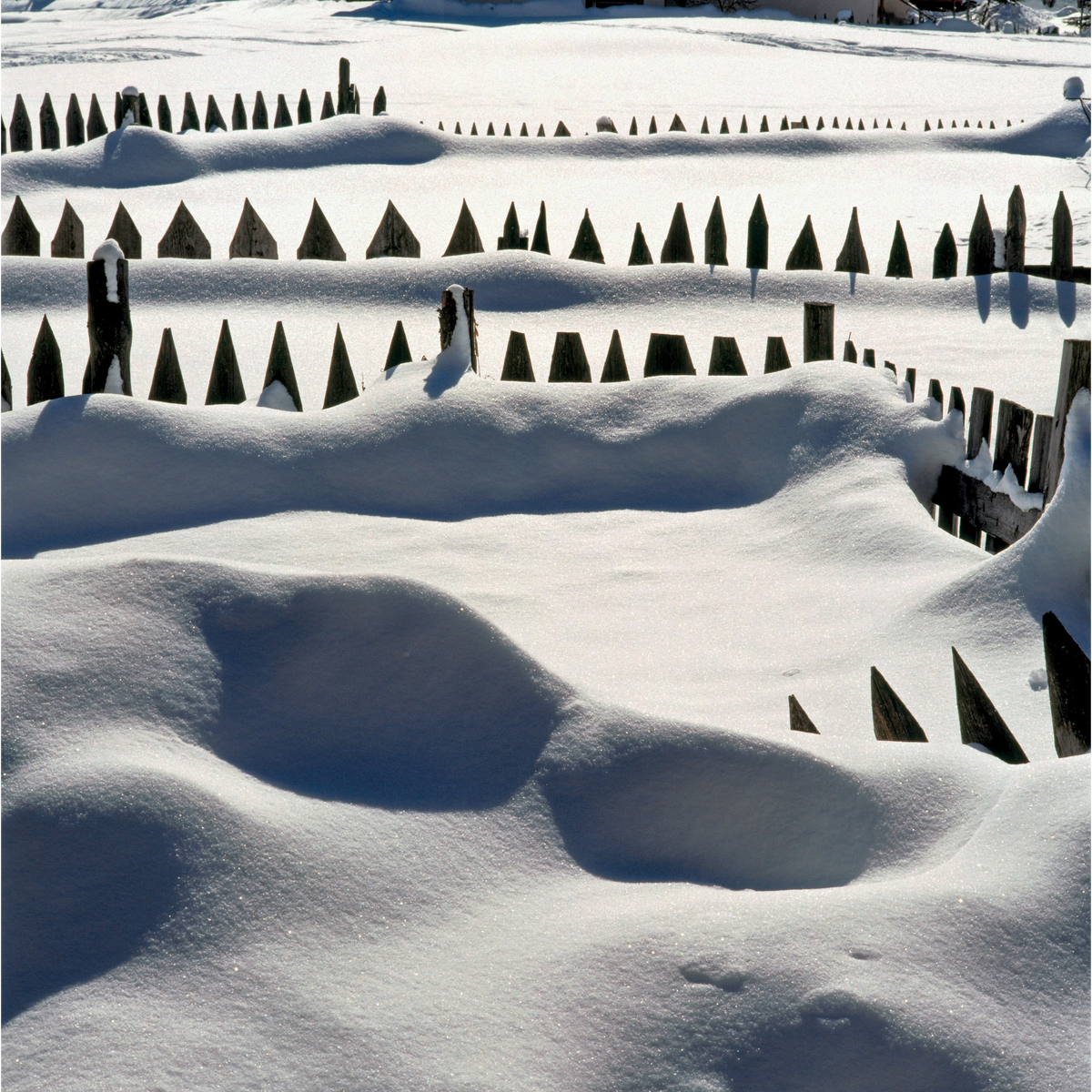 Recinti con pali scuri che emergono da un paesaggio innevato, tra cumuli di neve ondulati e ombre bluastre create dalla luce invernale.