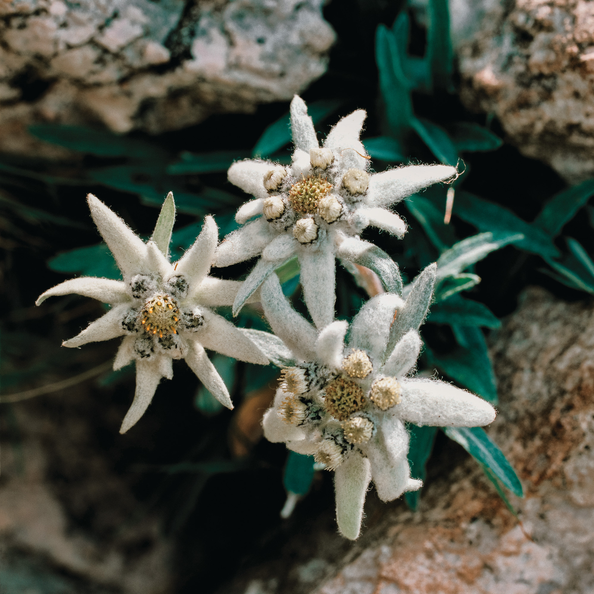 Fotografia di una stella alpina, fiore simbolo delle montagne, con petali chiari e caratteristica superficie vellutata.