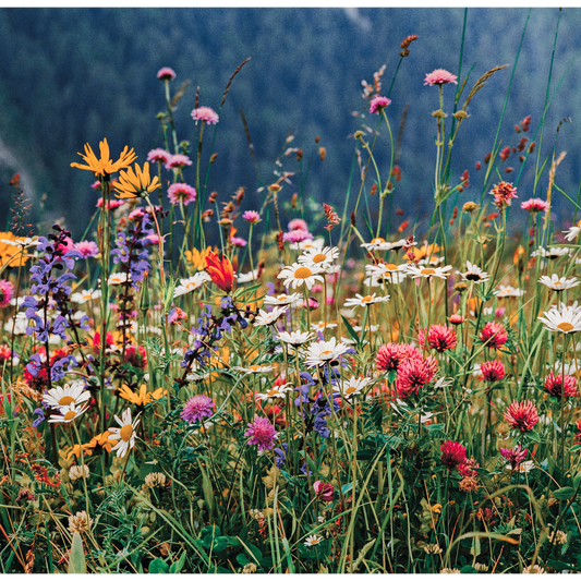 Fotografia di un prato alpino, paesaggio naturale di montagna con vegetazione spontanea e atmosfera tranquilla.