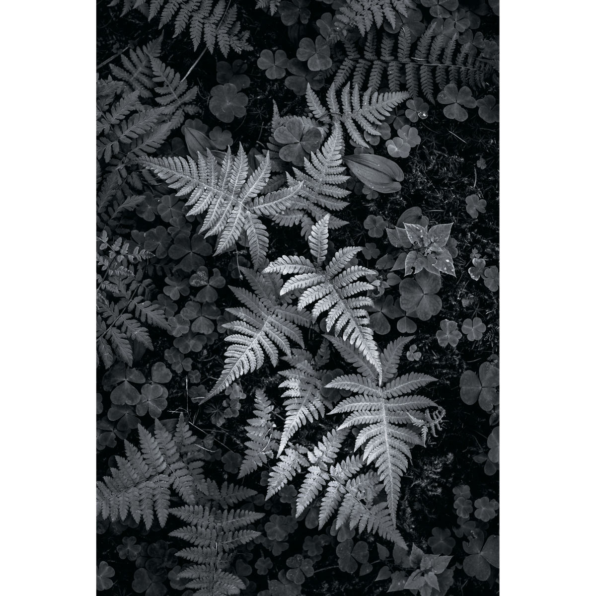 Fotografia in bianco e nero di felci e foglie di trifoglio che ricoprono il terreno del sottobosco, con dettagli botanici e contrasti delicati.
