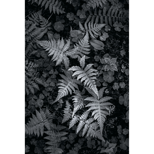 Fotografia in bianco e nero di felci e foglie di trifoglio che ricoprono il terreno del sottobosco, con dettagli botanici e contrasti delicati.