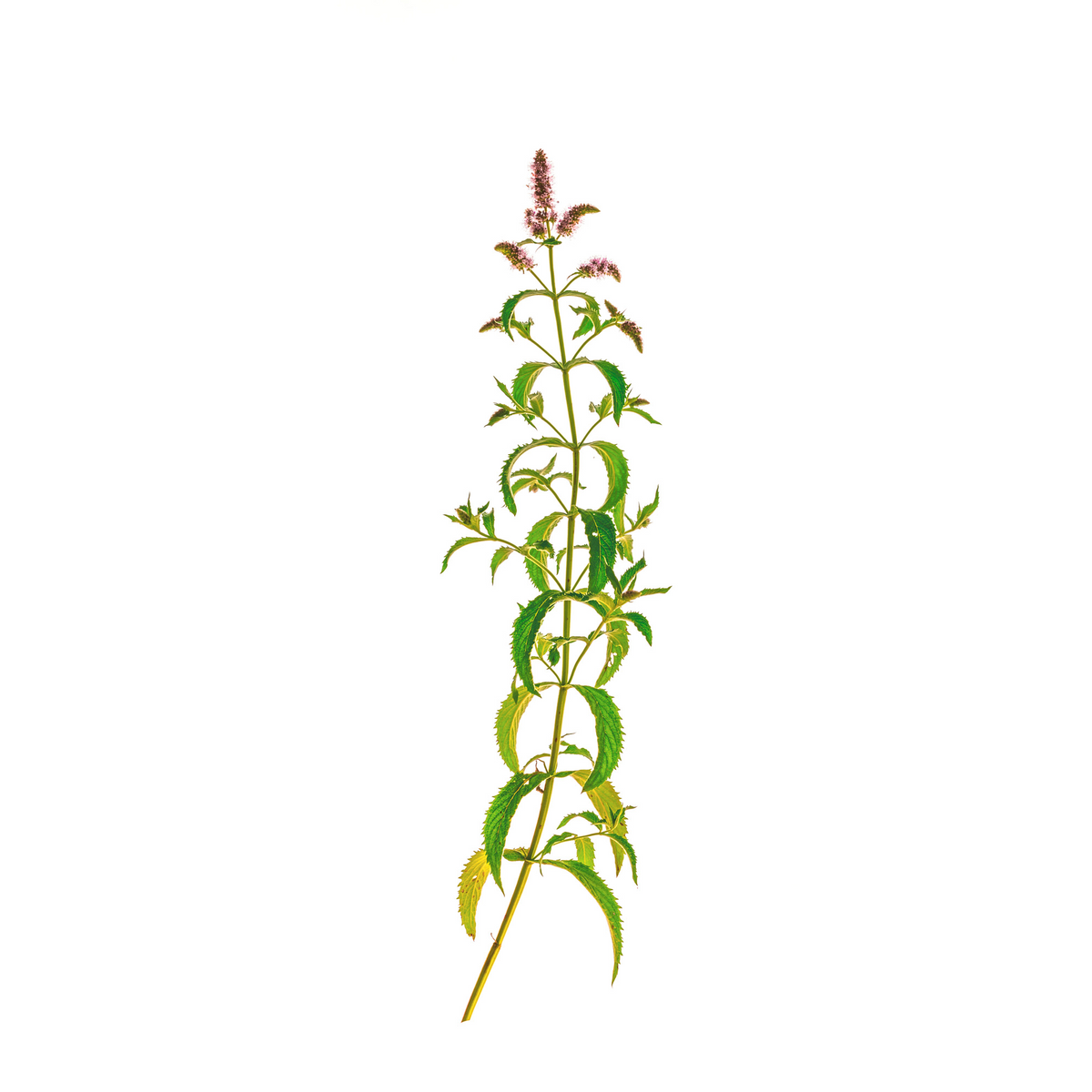 Fotografia botanica di una pianta selvatica con fusto slanciato, foglie seghettate e piccole infiorescenze rosate su sfondo bianco.