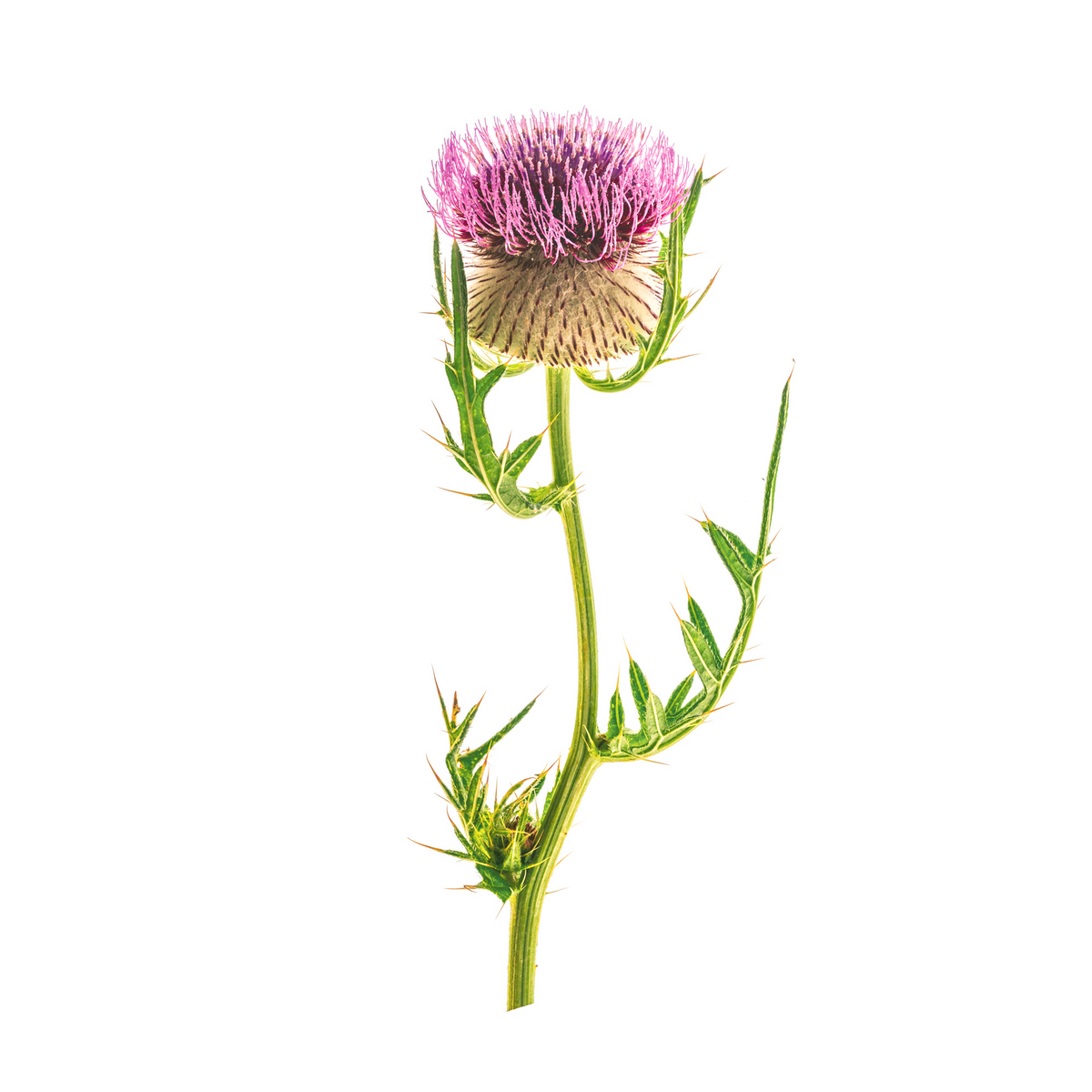 Fotografia botanica di un cardo fiorito con petali rosa violacei, stelo verde e foglie spinose su sfondo bianco.