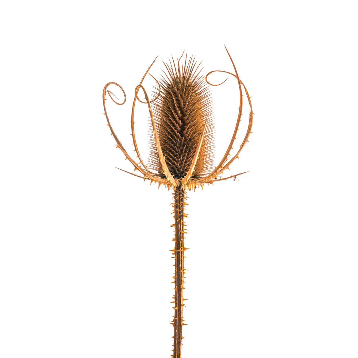 Wild teasel