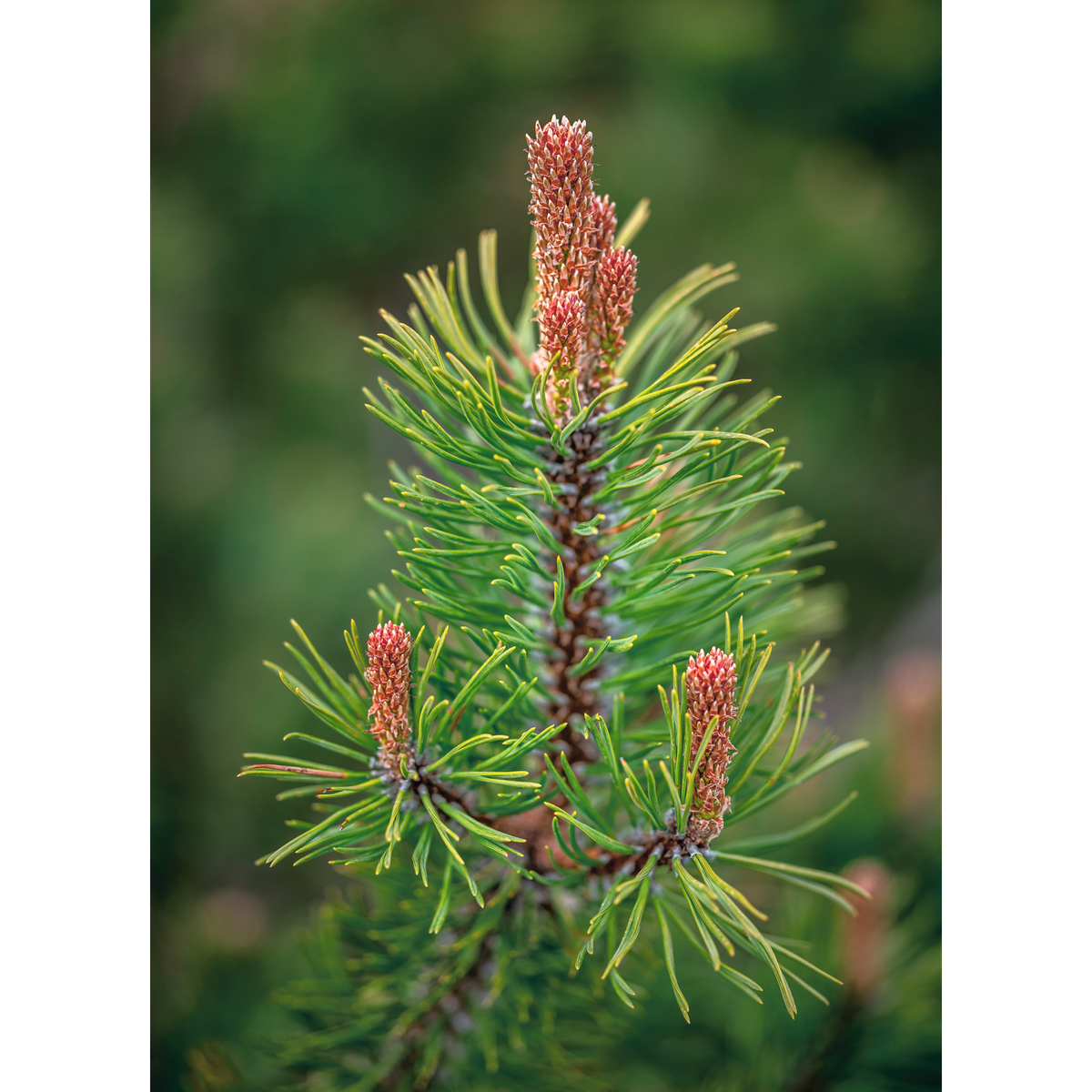Mugo pine buds