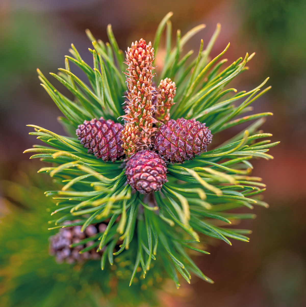 Falzarego Pass, mountain pine
