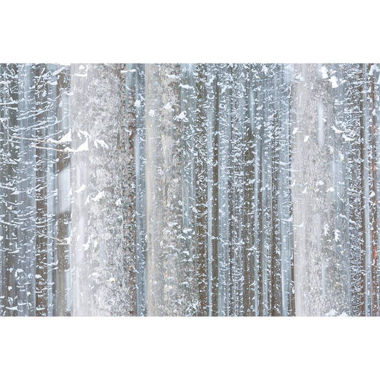 Bosco invernale, Cortina d'Ampezzo