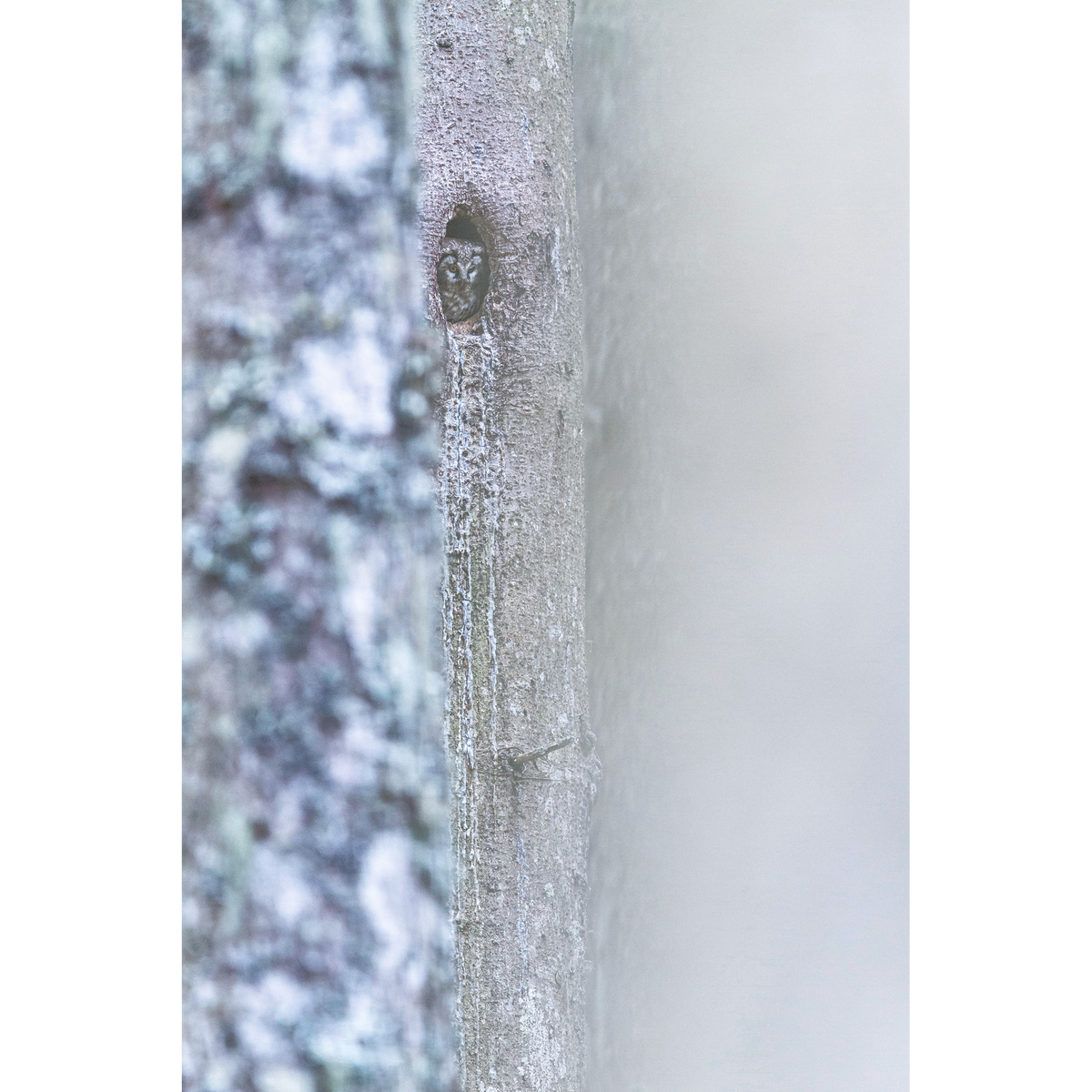 Boreal owl in its nest