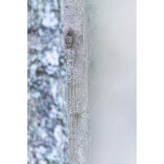 Boreal owl in its nest